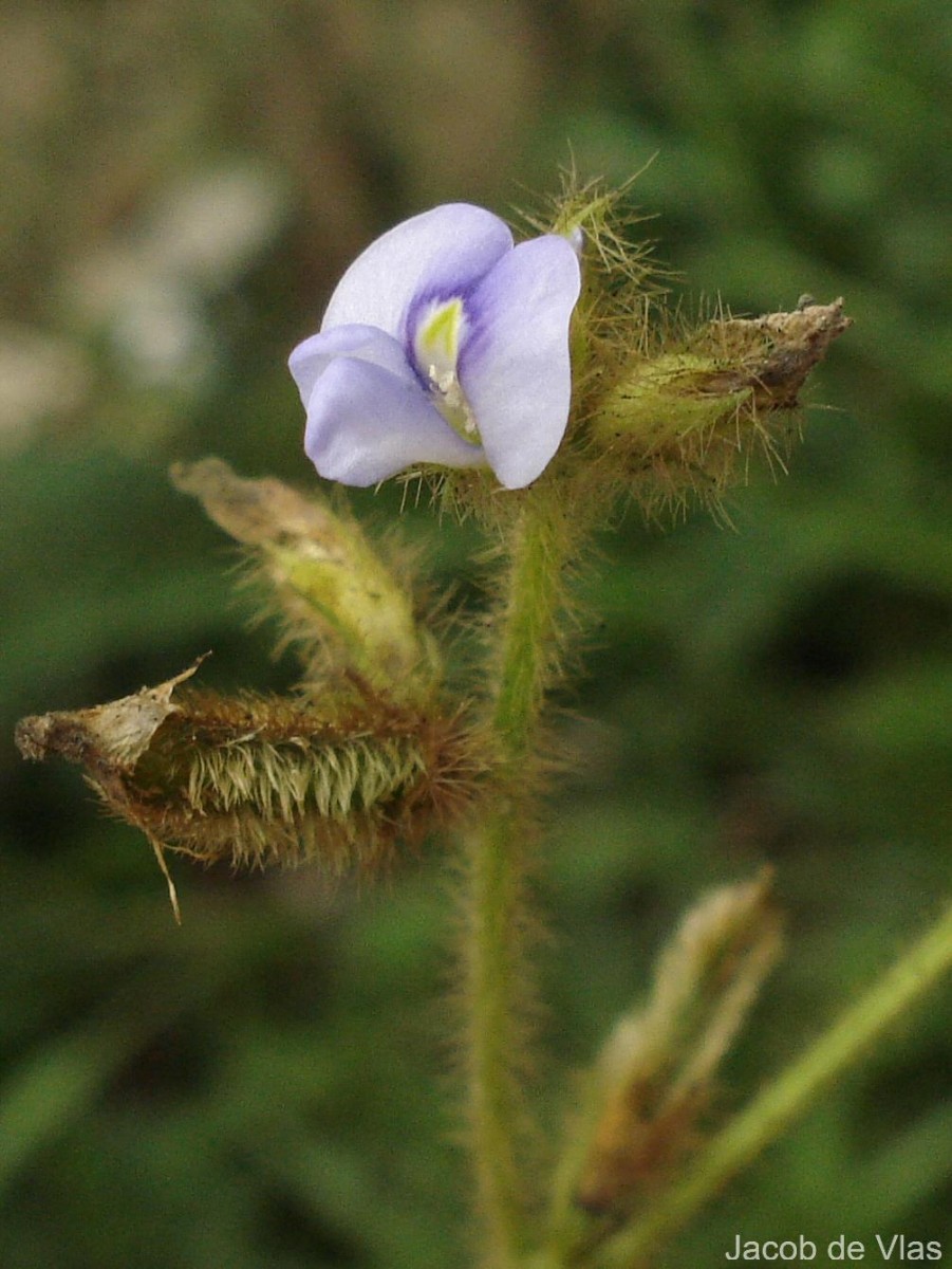 Calopogonium mucunoides Desv.